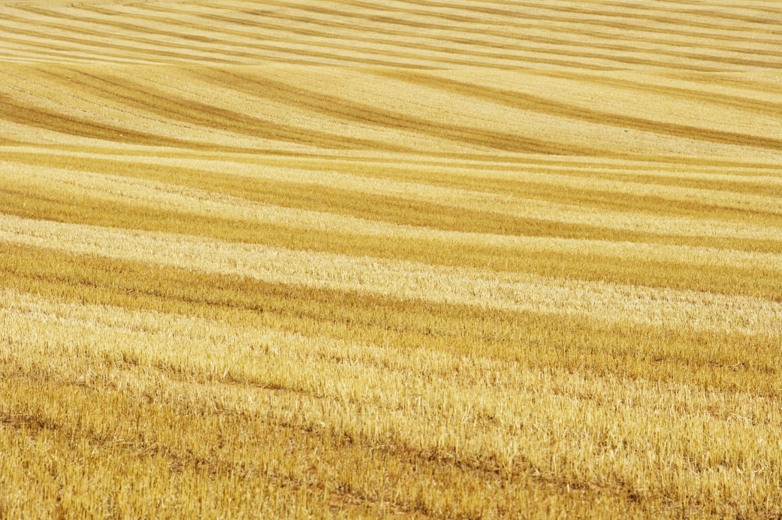Znaleziono gen, który chroni rośliny przed upałami i suszą. I już go opatentowano