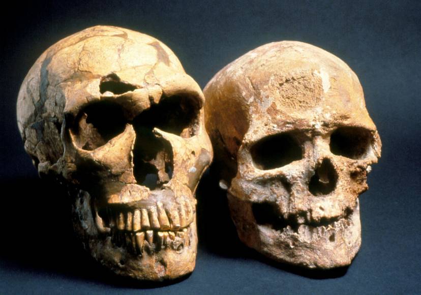 anatomiczne-porownanie-czaszek-neandertalczyka-po-lewej-znalezionych-w-la-ferrassie-i-szczatkow-wspolczesnego-czlowieka-o-podobnej-starozytnosci-reprezentowanych-przez-czlowieka-z-cro-magnon