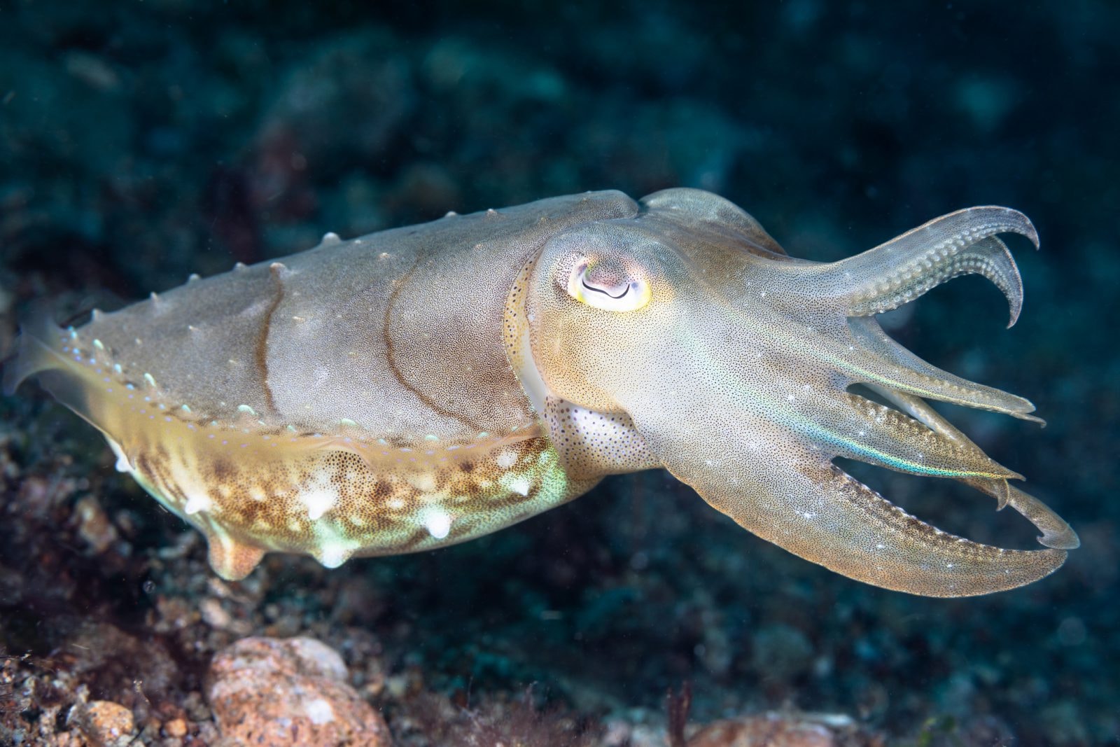 Znaleźliśmy pamięć absolutną. Mątwy przechowują dokładne wspomnienia i nie tracą ich z wiekiem