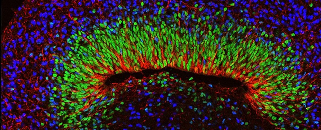Fale mózgowe zbliżone do rzeczywistych zarejestrowano w minimózgach. Przełom w neuronauce