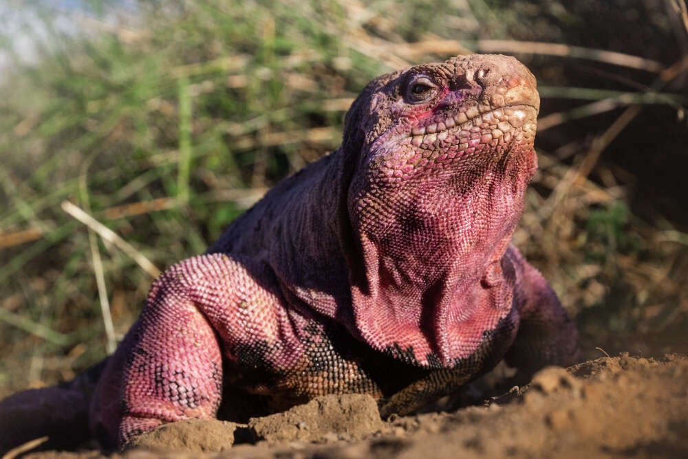 Dramatyczne szacunki ekologów. Pozostało tylko 211 różowych legwanów z Galapagos