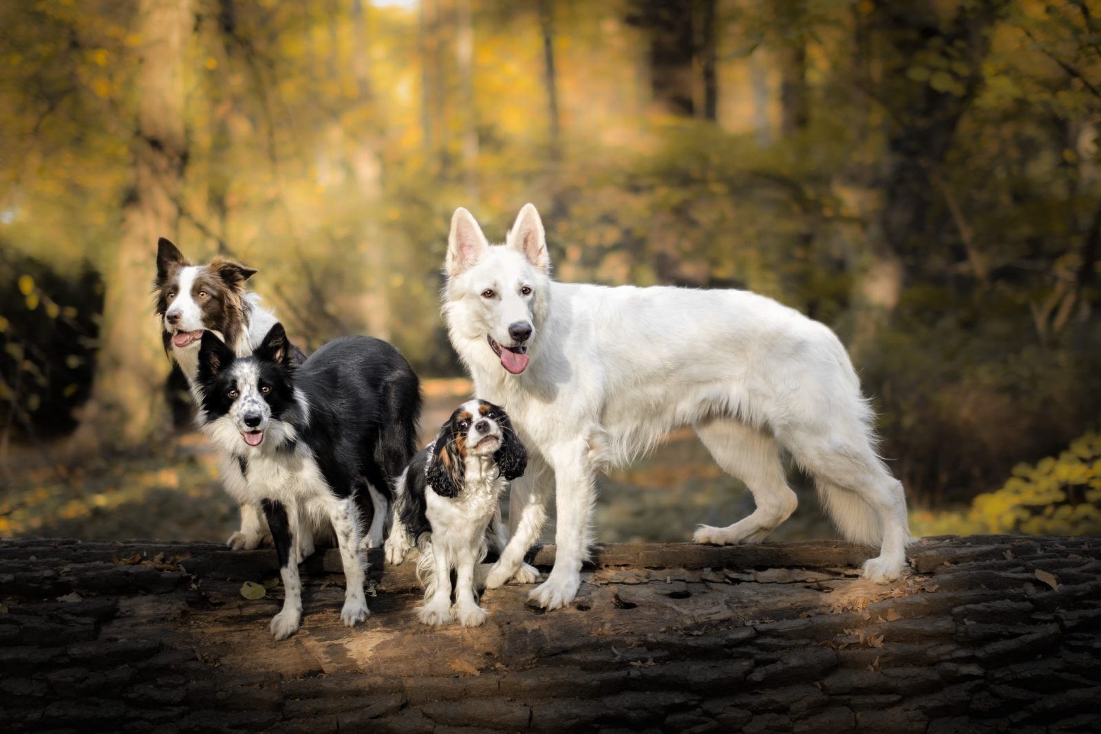 Ta rasa psów została najbardziej skrzywdzona przez ludzi. Ma najwięcej szkodliwych mutacji w DNA