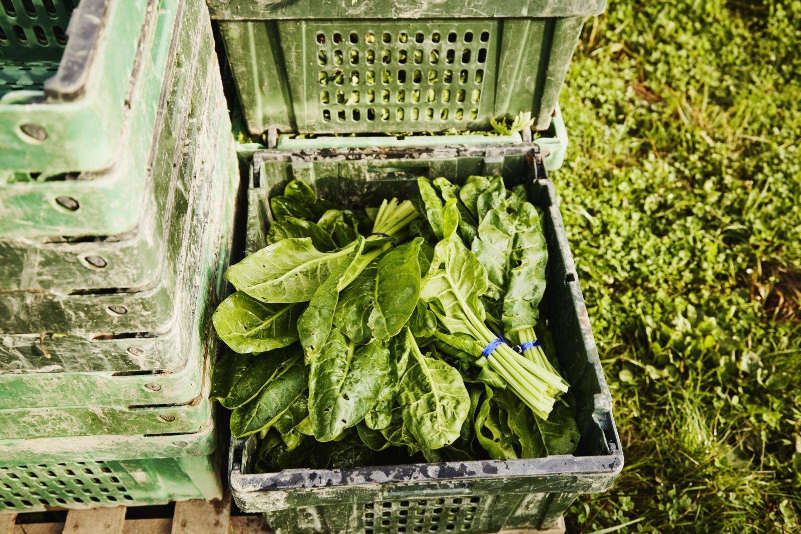 Ta witamina chroni przed chorobami serca. Czy masz jej wystarczająco dużo w diecie?