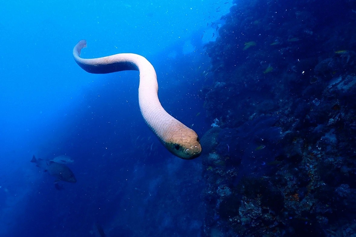Naukowcy odkryli, dlaczego węże morskie atakują nurków. To przez „seksualną frustrację”