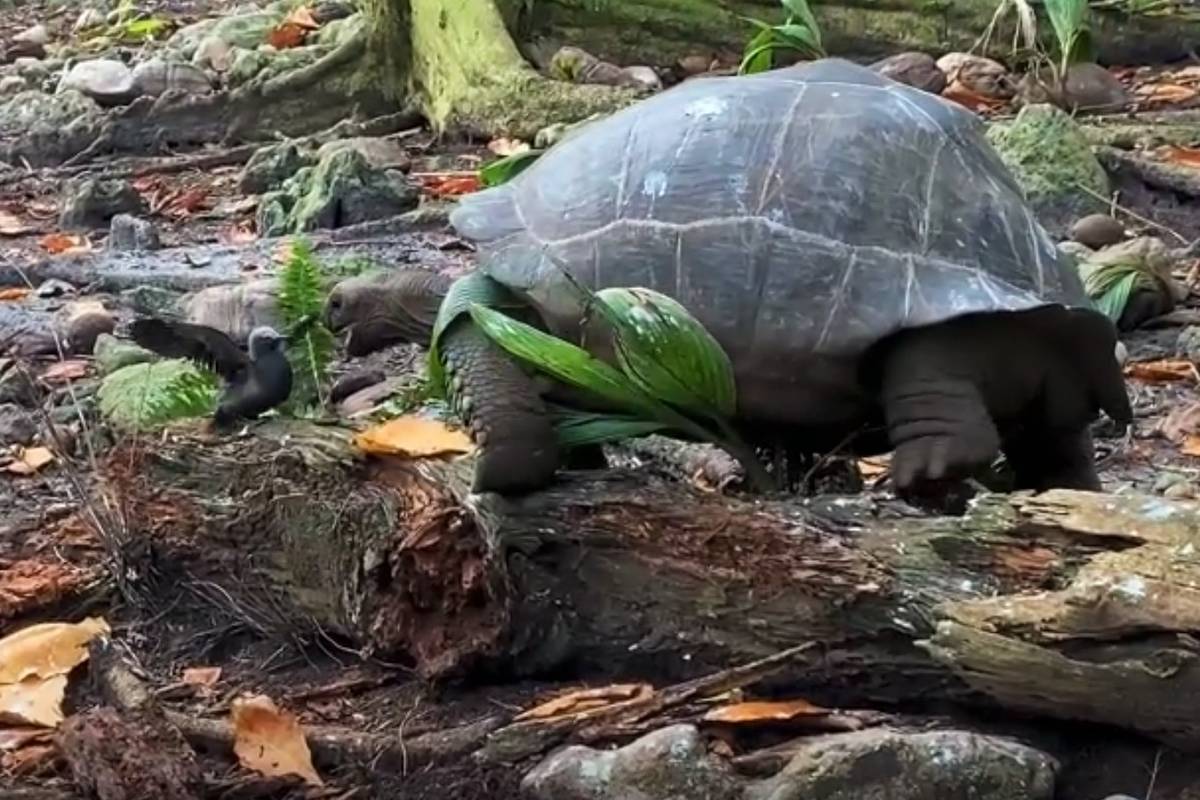 Po raz pierwszy sfilmowano żółwia olbrzymiego w trakcie polowania. Zmiażdżył czaszkę pisklęcia [WIDEO]