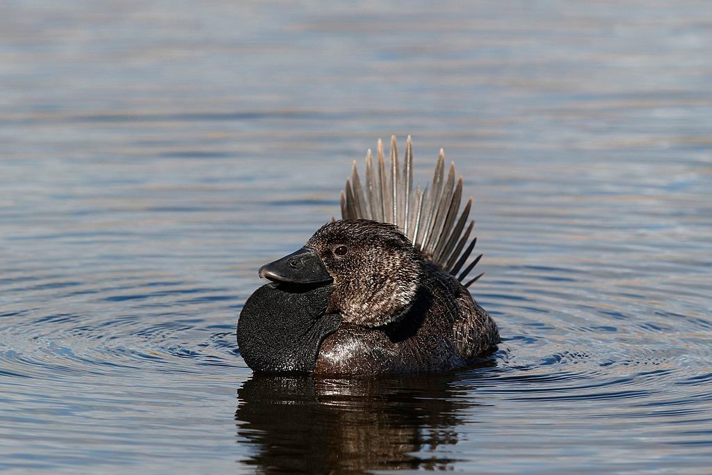 Australijskie kaczki nauczyły się przeklinać i naśladować trzaskanie drzwiami. Naukowcy są zachwyceni