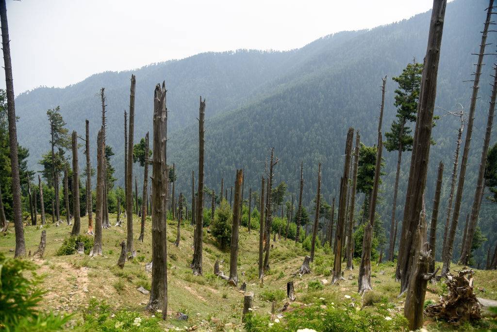 Czerwony alarm dla drzew. 30 proc. gatunków na świecie jest zagrożonych wyginięciem [RAPORT]