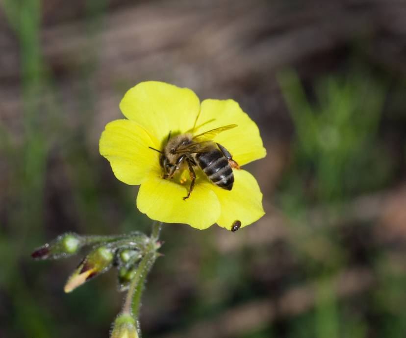 pszczola-apis-mellifera-capensis