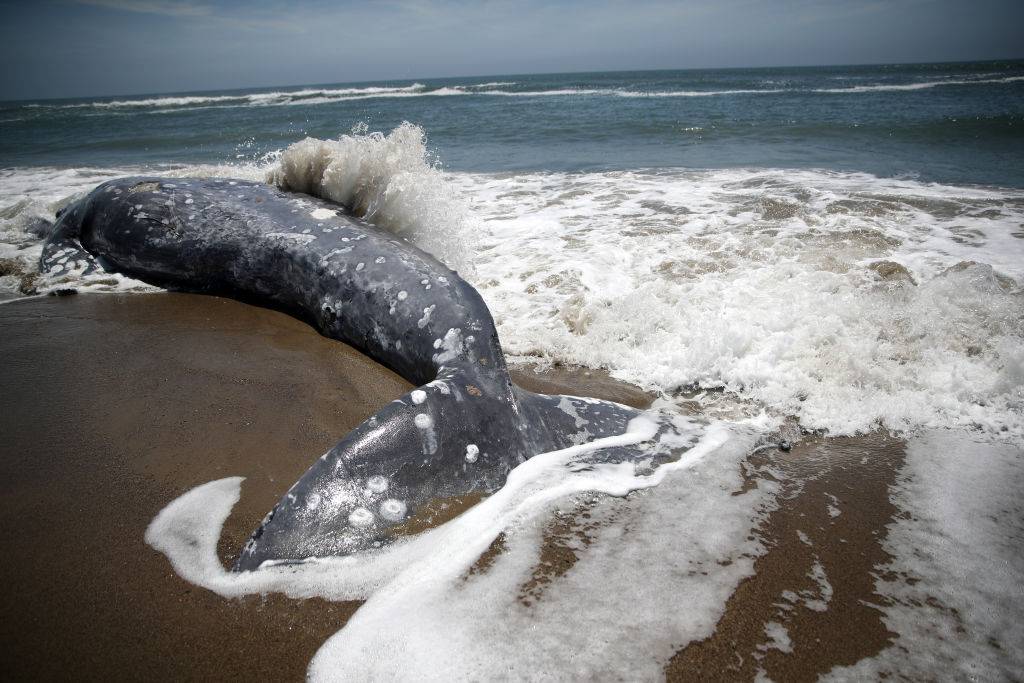 Sekcja wieloryba pokazała, że pod jego płetwą kryje się „ludzka dłoń”. Naukowiec publikuje zdjęcia na Twitterze