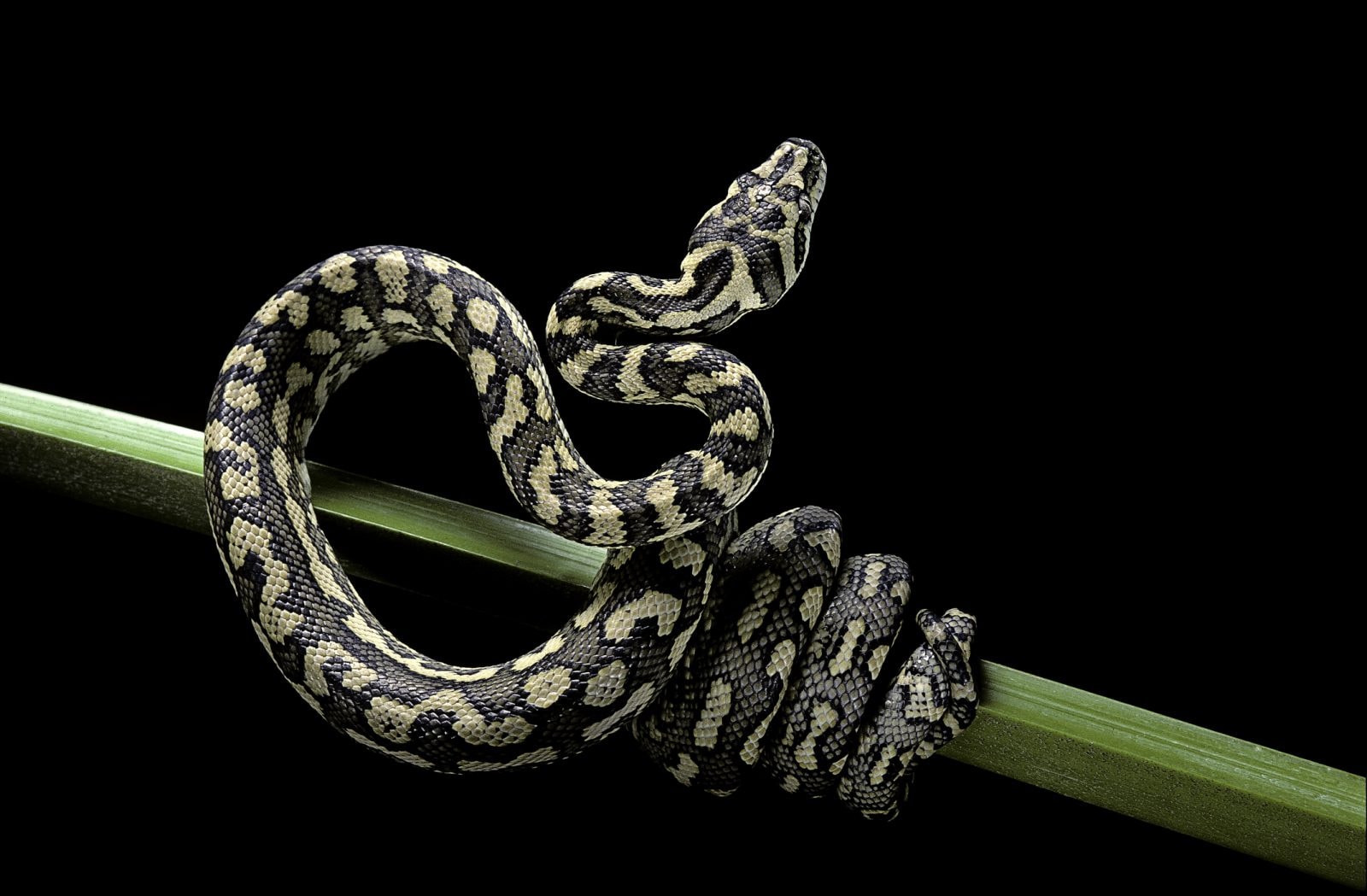 Wszystkie współczesne węże wyewoluowały z garstki ocalałej po uderzeniu asteroidy