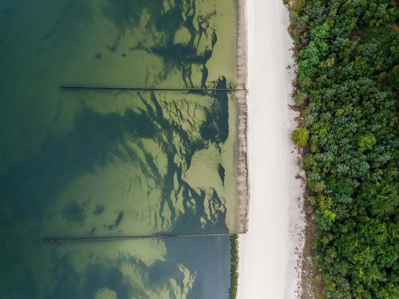 Sinice zamienią ziemskie oceany w toksyczną zupę? Tak w przeszłości wyglądały wielkie wymierania