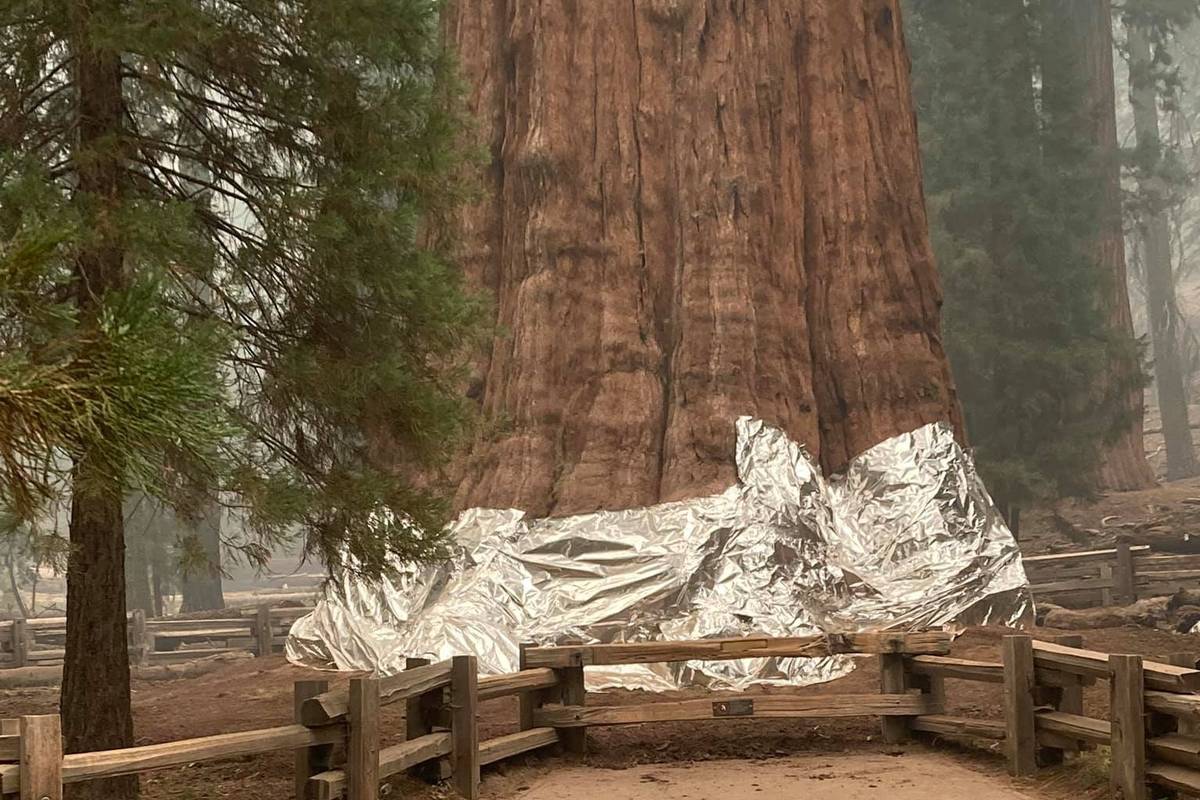 Największe drzewo na świecie owinięto folią aluminiową, żeby uratować je przed szalejącymi pożarami