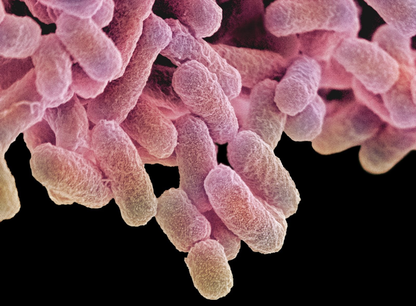 Te bakterie pochłaniają dwutlenek węgla, zamiast go produkować. Mogą wytwarzać paliwo z powietrza