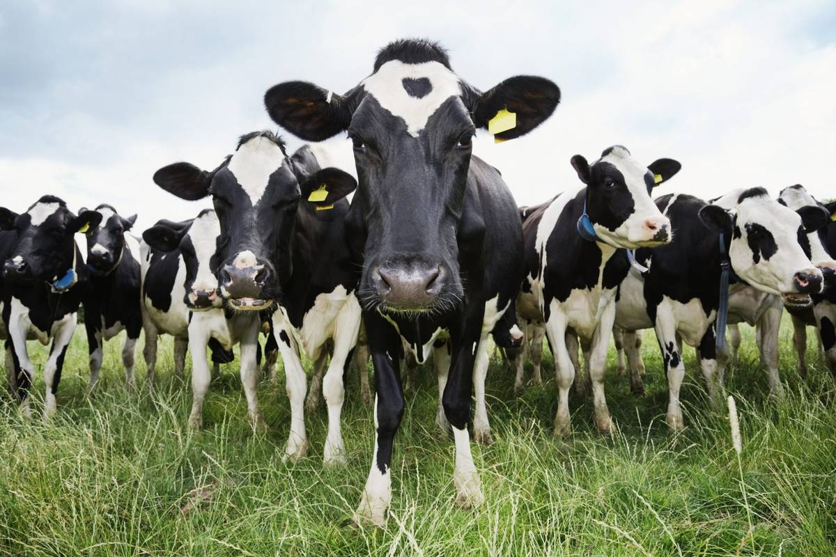 Naukowcy chcą nauczyć krowy korzystania z toalety, żeby ograniczyć zanieczyszczenie środowiska