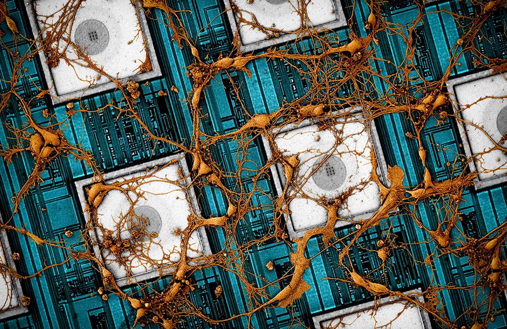 Chipy będą naśladowały pracę neuronów – twierdzą inżynierowie. Czy skopiują mózg do elektroniki?