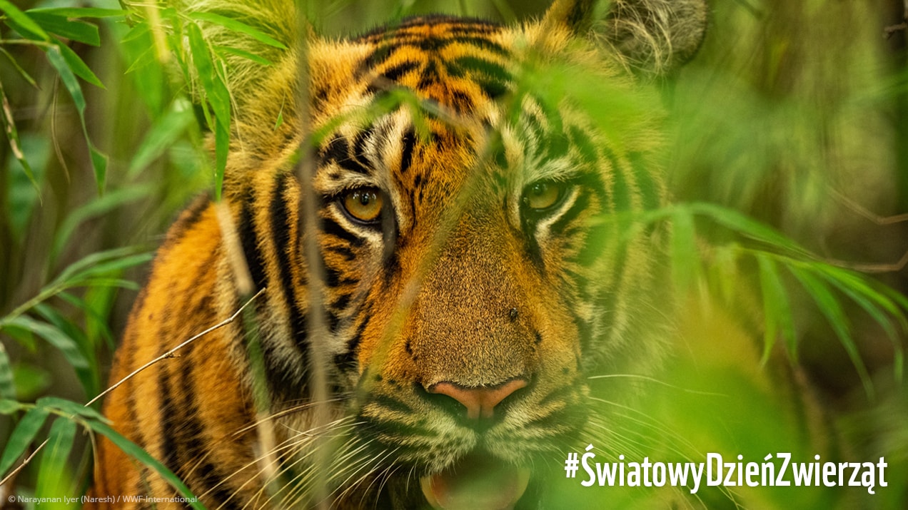 Czym jest Światowy Dzień Zwierząt? Obchodzimy go 4 października