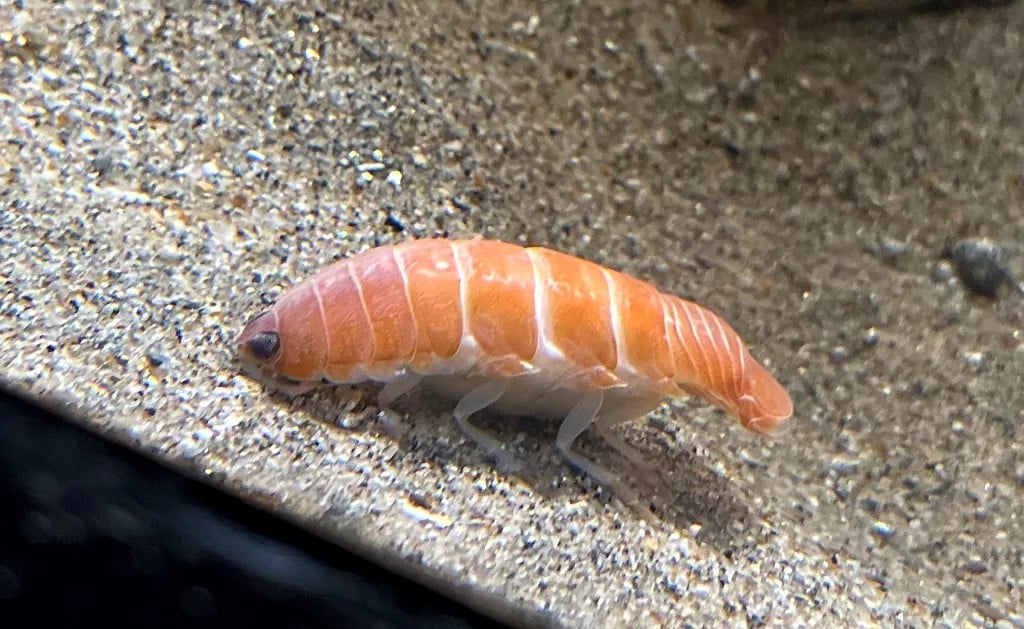Ten krwiożerczy morski pasożyt wygląda jak… sushi. Został gwiazdą akwarium w Fukushimie
