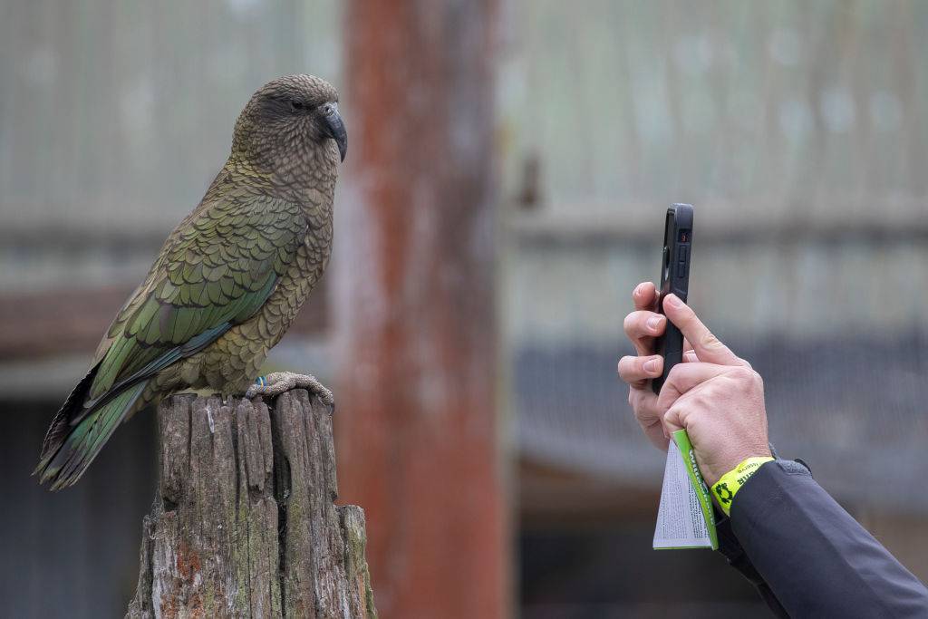 Papugi kea potrafią obsługiwać ekrany dotykowe. Językiem! [WIDEO]