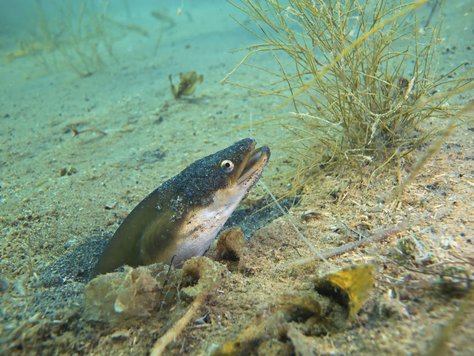 Ryby pływają w ecstasy i kokainie. Brytyjski festiwal muzyczny zagraża chronionym węgorzom