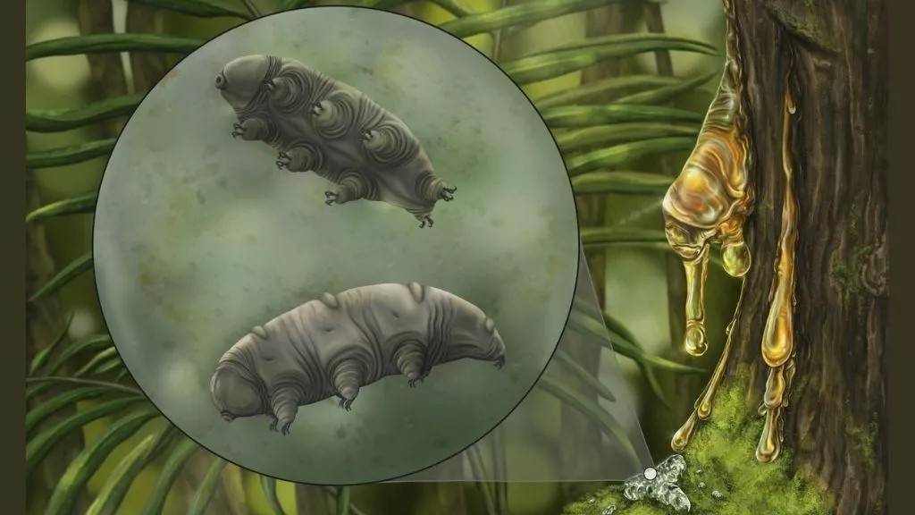 Niezwykłe odkrycie w bursztynie sprzed 16 mln lat. Naukowcy znaleźli nowy gatunek niesporczaka!