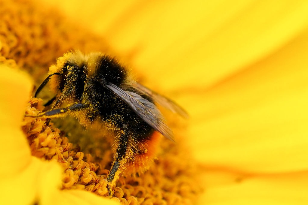 Kwiaty pachną intensywniej, gdy odwiedzają je naładowane elektrycznie trzmiele. Zaskakujący eksperyment