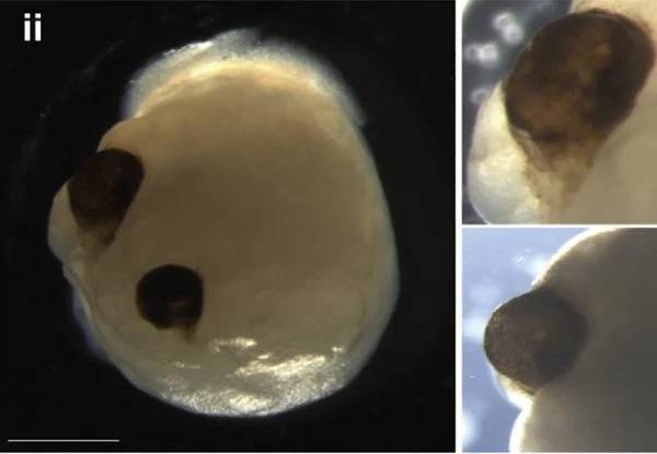 organoidy-mozgu-z-kielichami-ocznym-w-60-dniu-rozwoju-fot-gabriel-i-in-cell-stem-cell-2021