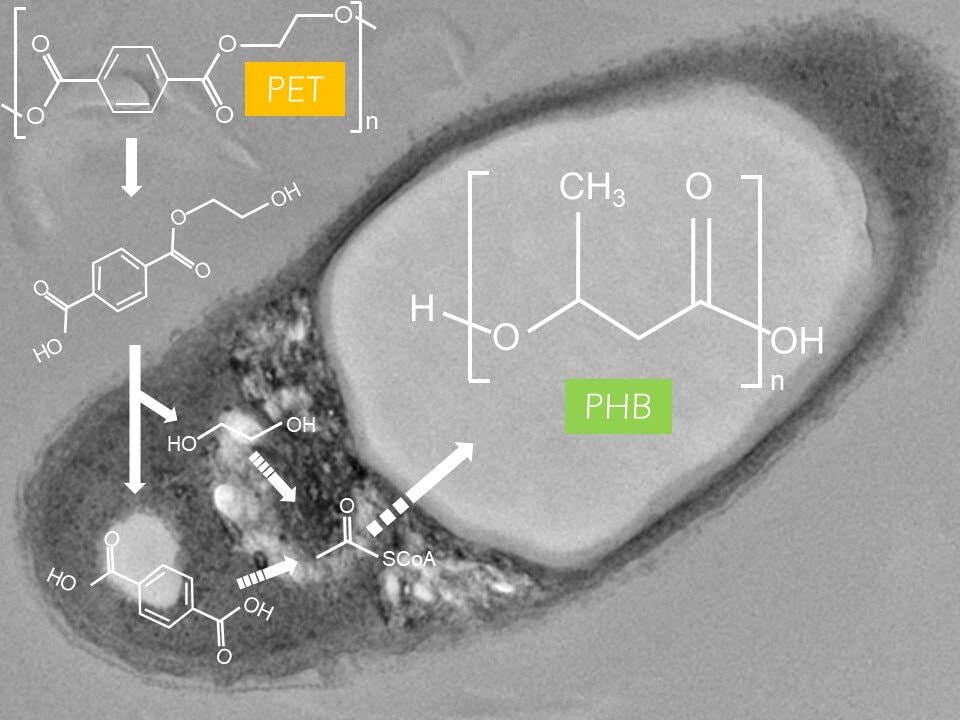 Bakterie jedzą plastik. Ten ich szczep przetwarza „zły” plastik na „dobry”