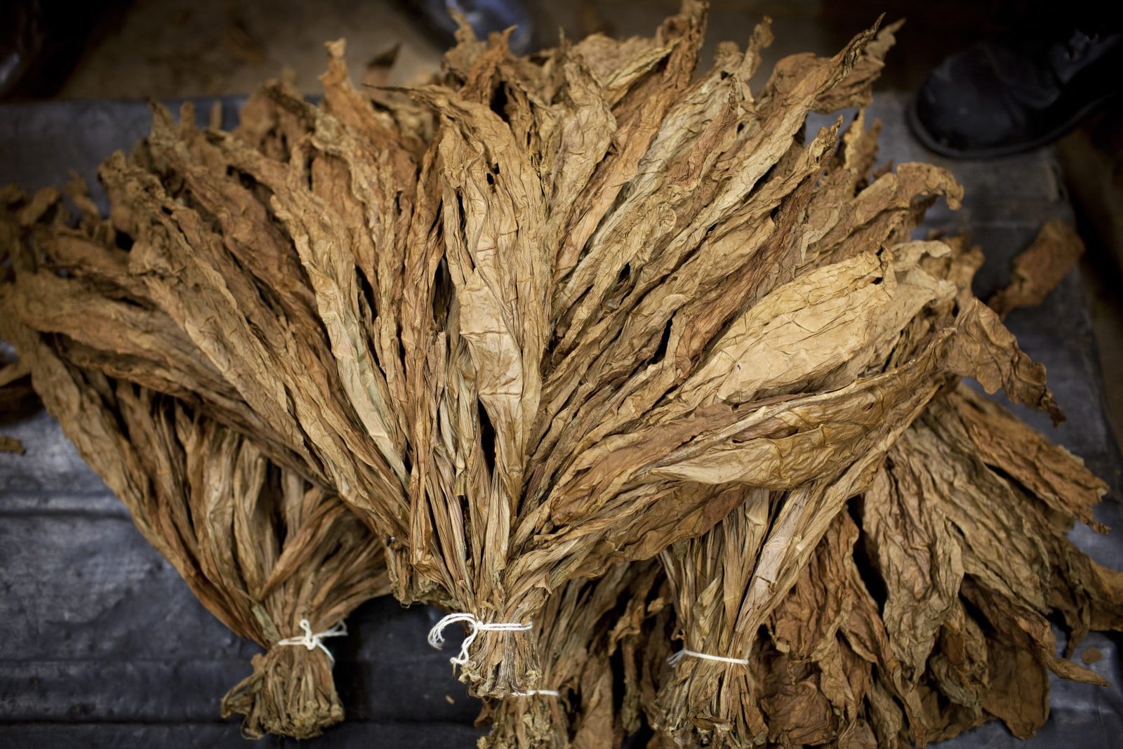 Człowiek używał tytoniu już 12 tys. lat temu. Być może po to, by łagodzić stres związany z trudami życia