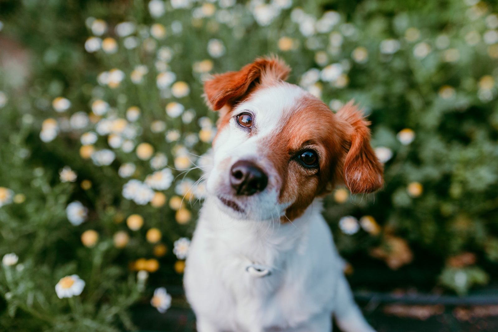 Dlaczego psy przekrzywiają głowę, gdy uważnie nas słuchają? Naukowcy mają ciekawą hipotezę