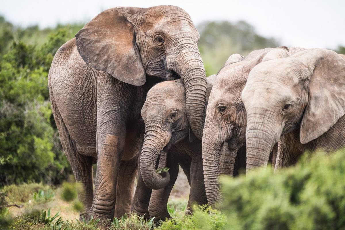 Ewolucja pozbawiła słonie ciosów. W ten sposób bronią się przed kłusownikami