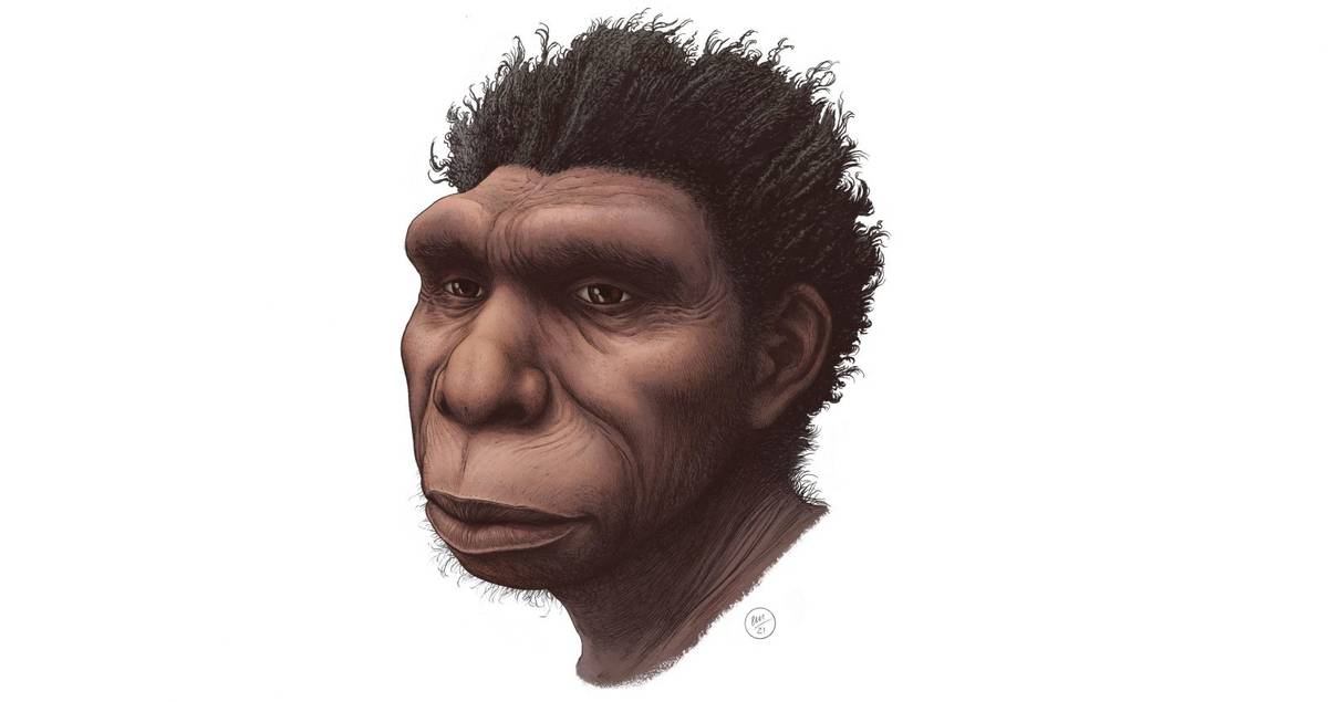 Oto „nowy” gatunek praczłowieka. Żył pół mln lat temu i był bezpośrednim przodkiem Homo sapiens