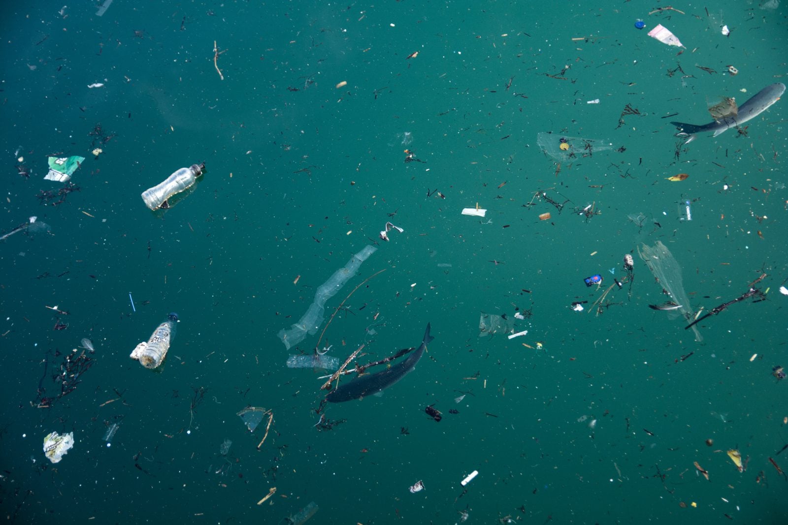 Widłonogi transportują setki cząstek mikroplastiku dziennie. Nowe badanie ujawnia skalę problemu