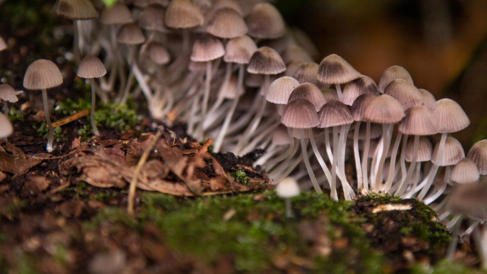 Pierwotni ludzie zawdzięczali rozwój zdolności umysłowych halucynogennym grzybkom? Tak głosi nowa teoria