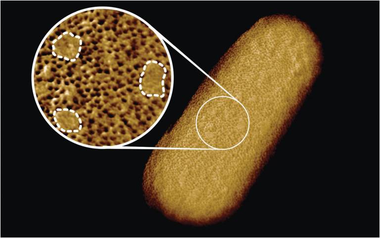 Oto najbardziej szczegółowy obraz bakterii, jaki kiedykolwiek uzyskano. Pomoże opracować nowe środki bakteriobójcze?