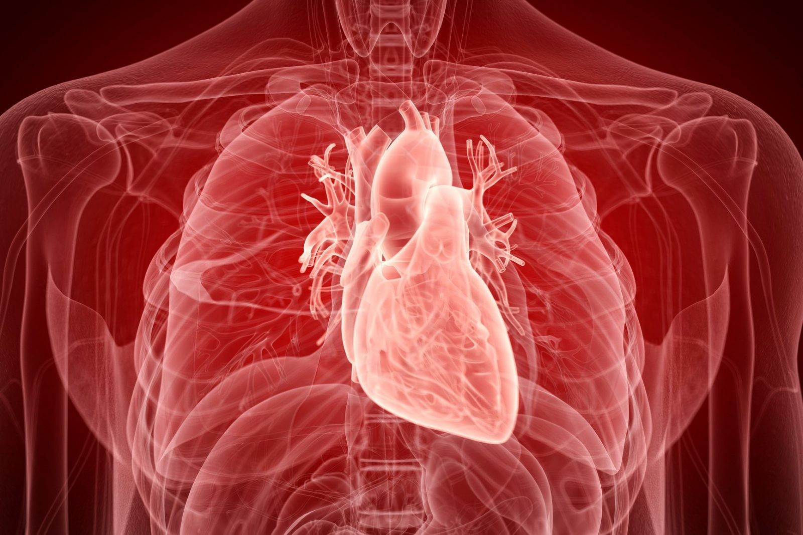 Naukowcy zidentyfikowali mechanizm, który steruje rytmem dobowym serca. To przełomowe odkrycie