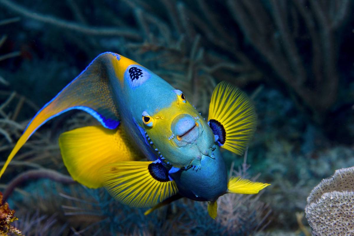 Czy ryby widzą więcej kolorów niż ludzie?