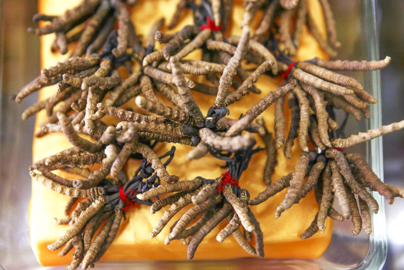 Z kordycepsu otrzymano obiecujący lek. Jednak suplementy z kordycepsem nie działają – ostrzegają uczeni