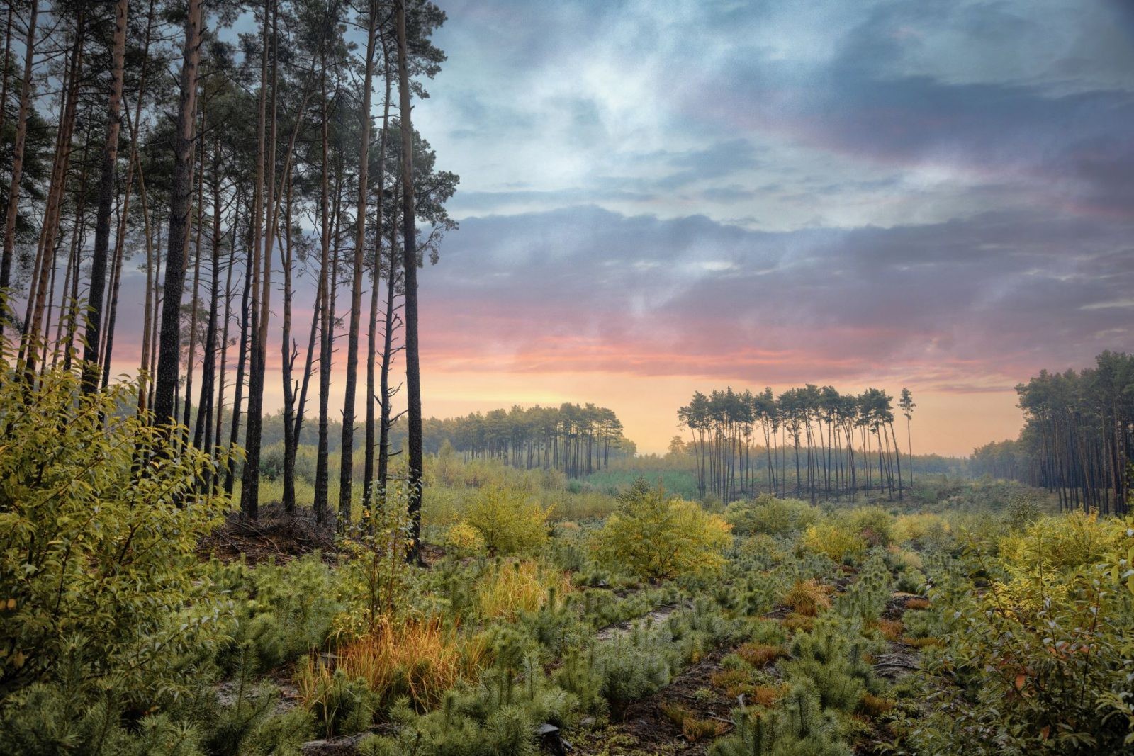 Zobaczcie piękne zdjęcia polskich lasów. Daliście radę! [WYNIKI KONKURSU]