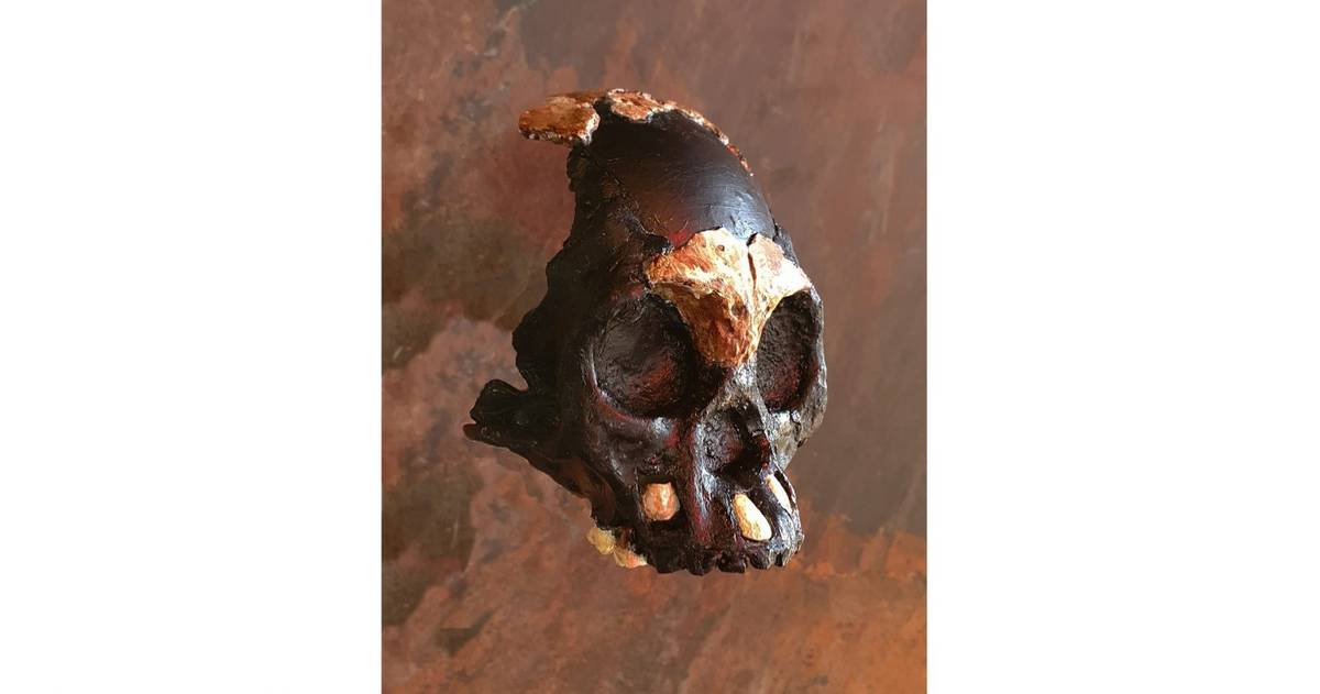 Czaszka dziecka znaleziona w jaskini wskazuje, że nasz krewny Homo naledi też chował zmarłych