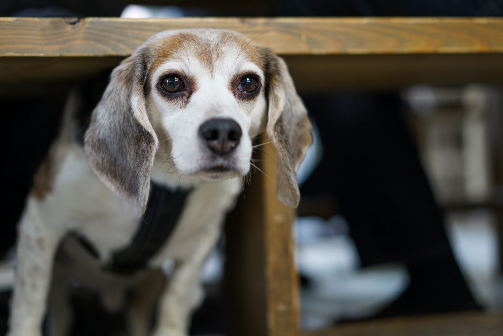Jesteś pewien, że wiesz, jakich dźwięków boi się twój pies? “Wielu właścicieli nie potrafi czytać psiej mowy ciała”