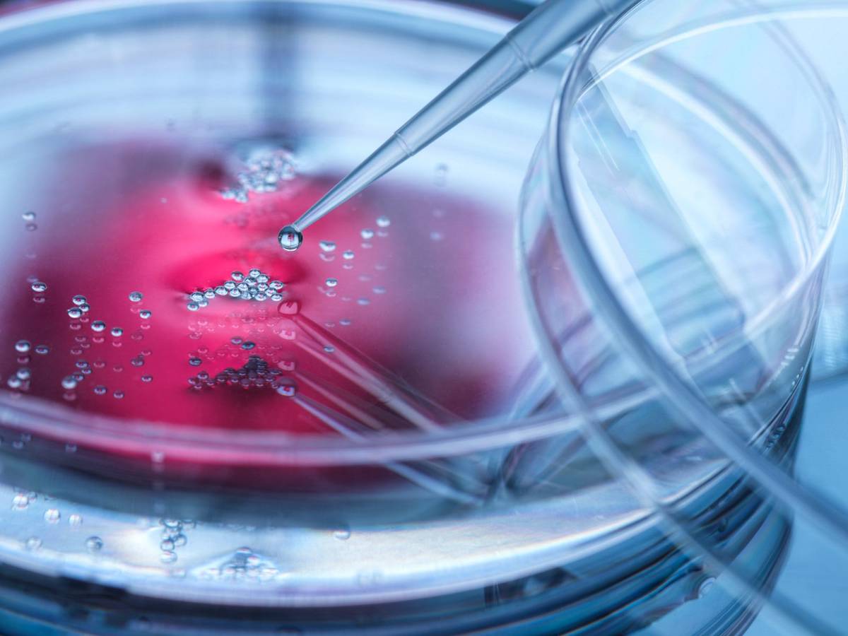 Komórkowe kontrowersje. Czemu naukowcy wykorzystują do badań komórki płodów?