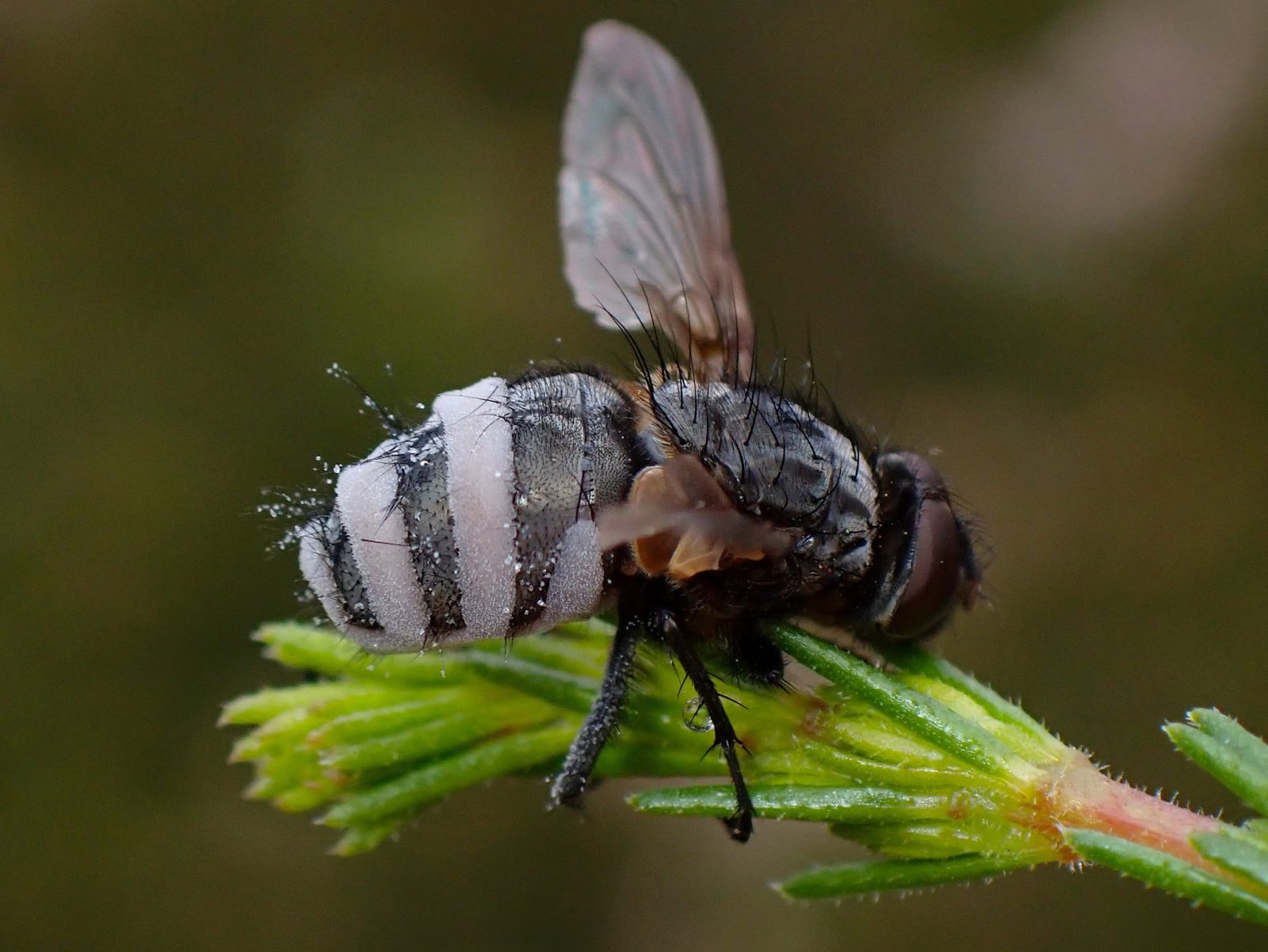 Pasożytniczy grzyb zamienia samice owadów w „zombie”, żeby przyciągać samce i dalej infekować