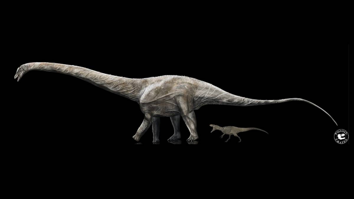 Najdłuższy dinozaur w historii był jeszcze dłuższy, niż sądzono. Mierzył tyle, co dwa autobusy przegubowe