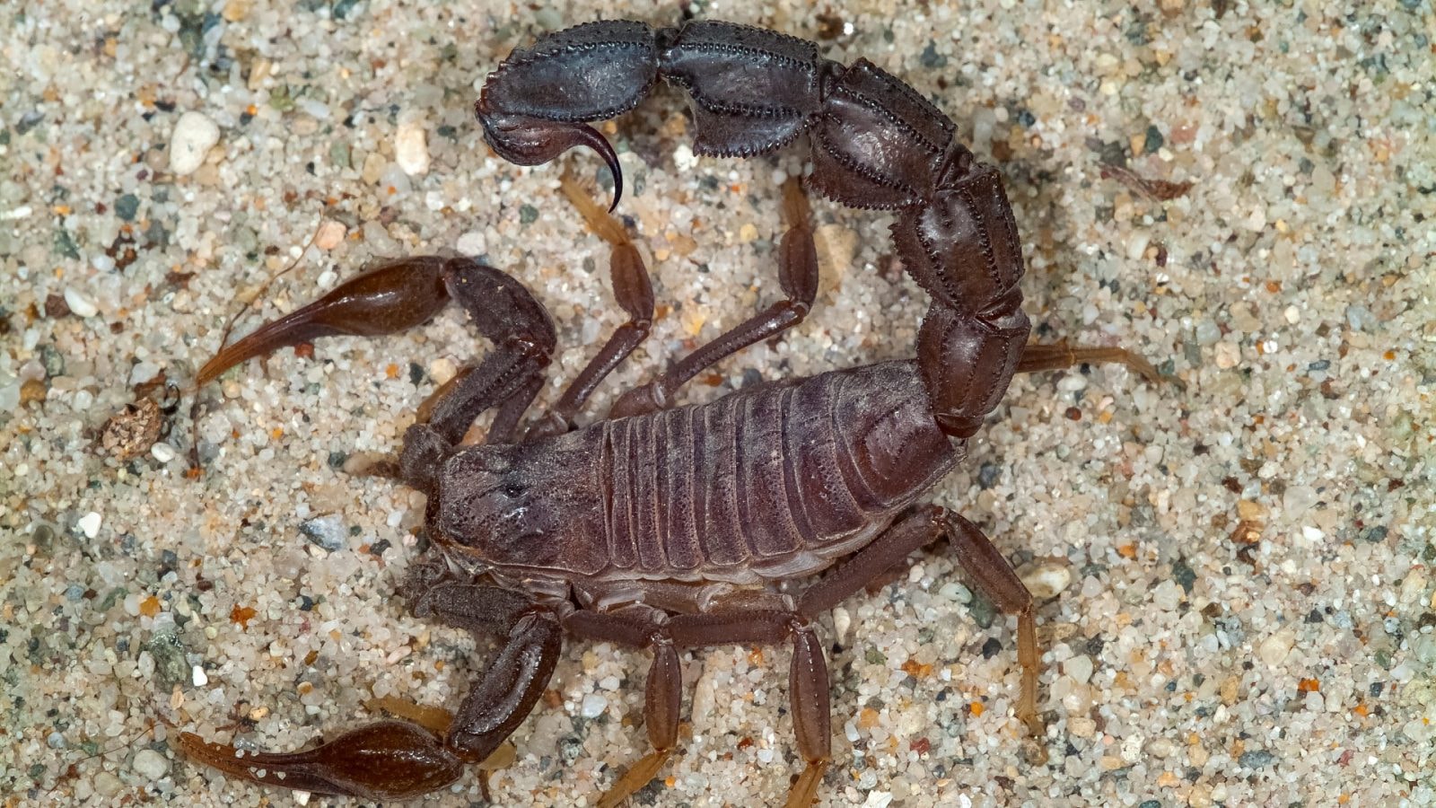 Burza z gradem spadła na Egipt i wypłoszyła jadowite skorpiony. Setki ludzi użądlonych, są ofiary śmiertelne