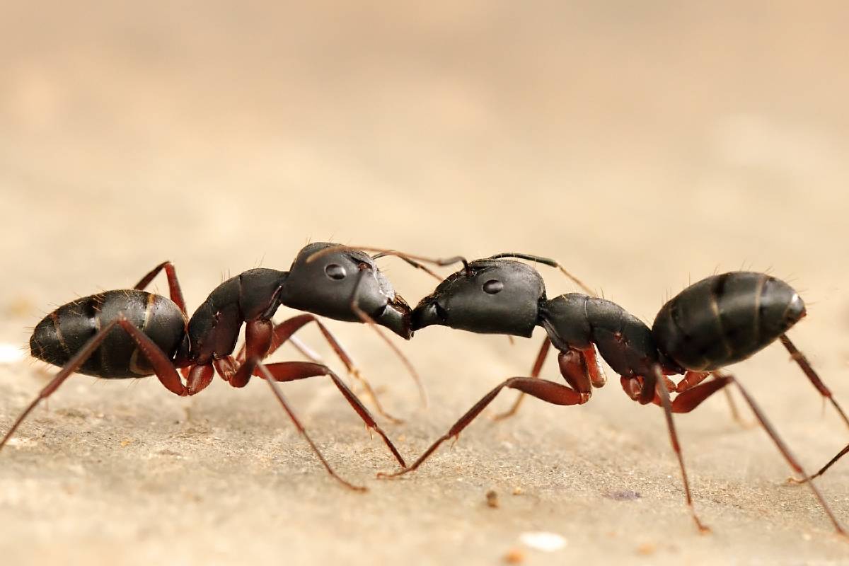 Mrówki mają dwa żołądki. Jeden dla siebie, drugi „społeczny”, dla całej kolonii