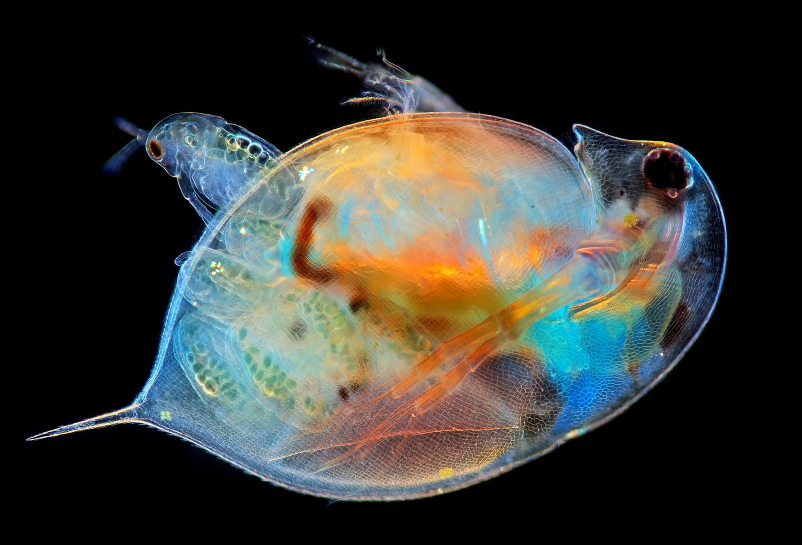 Nauka w obiektywie. Dlaczego warto nadsyłać zgłoszenia do Wiki Science Competition?