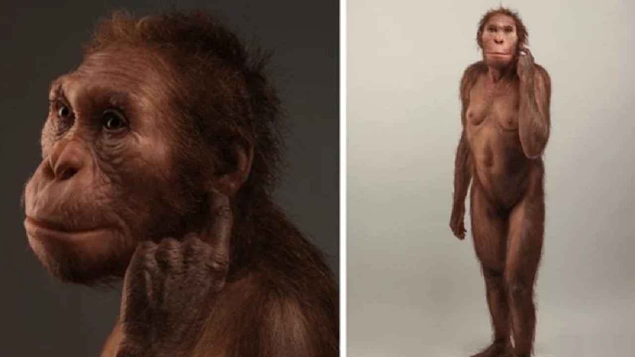 „Chodziła jak człowiek, ale wspinała się jak małpa”. Ta prakobieta może być brakującym ogniwem w ewolucji człowieka