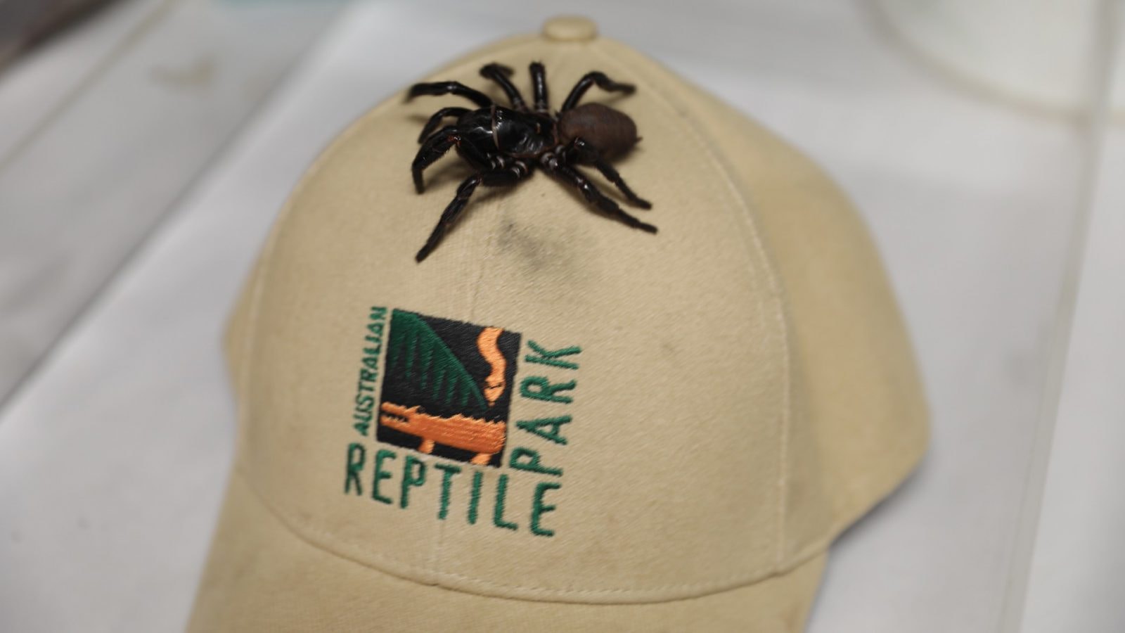 W Australii schwytano nieznanego „megapająka”. Ma 8 cm długości i może przebić paznokieć