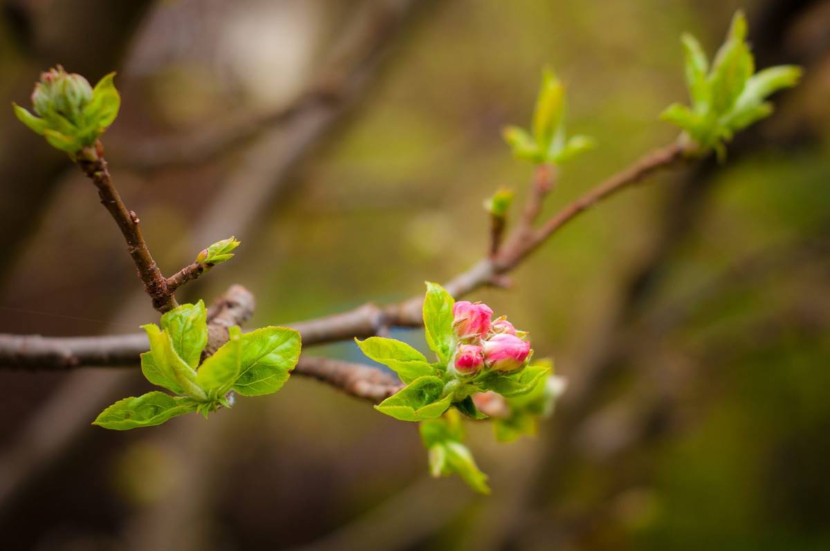 Dlaczego wiosna przychodzi wcześniej? Naukowcy odkryli, jak miasto oszukuje rośliny