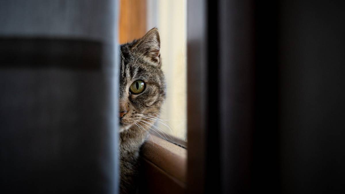 Czy twój kot jest psychopatą? Naukowcy opracowali kwestionariusz, który to sprawdza